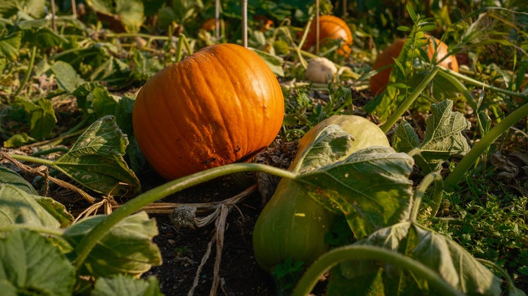 Pumpkins grow side by side in Wimpole's walled garden